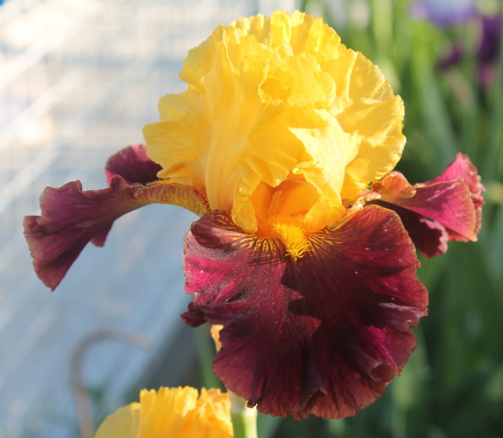 Tropical garden - Iris (TB)
