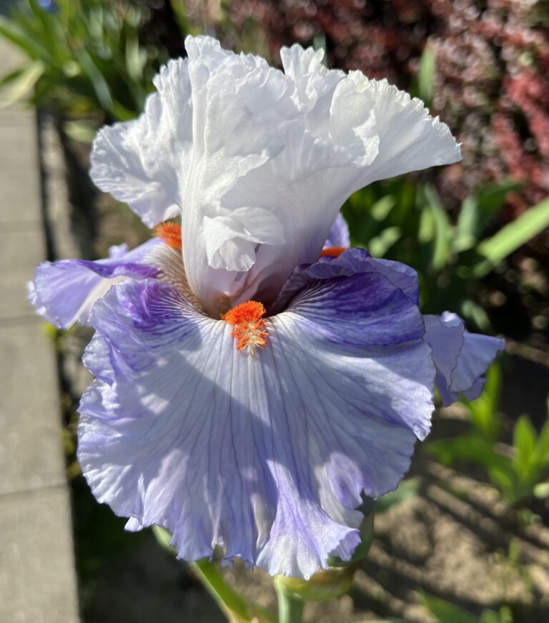 True Patriot - Iris (TB)