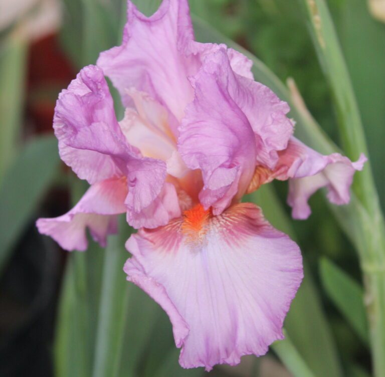 Vienna Waltz - Iris (TB)
