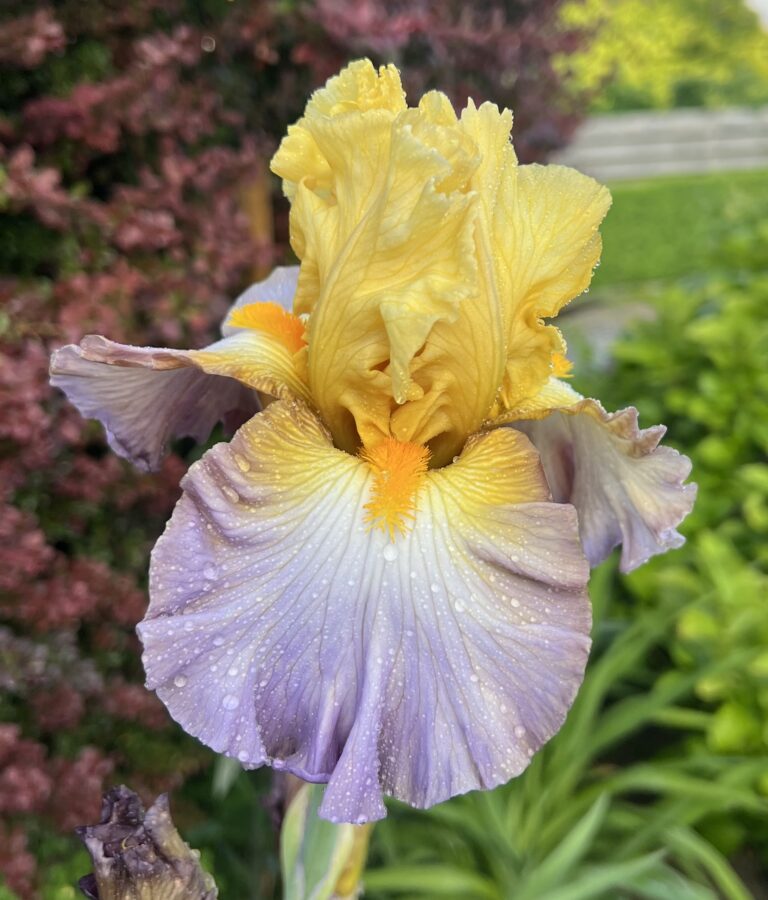 Złote Łany - Iris (TB)