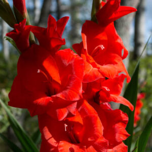 Gladiolo Rojo