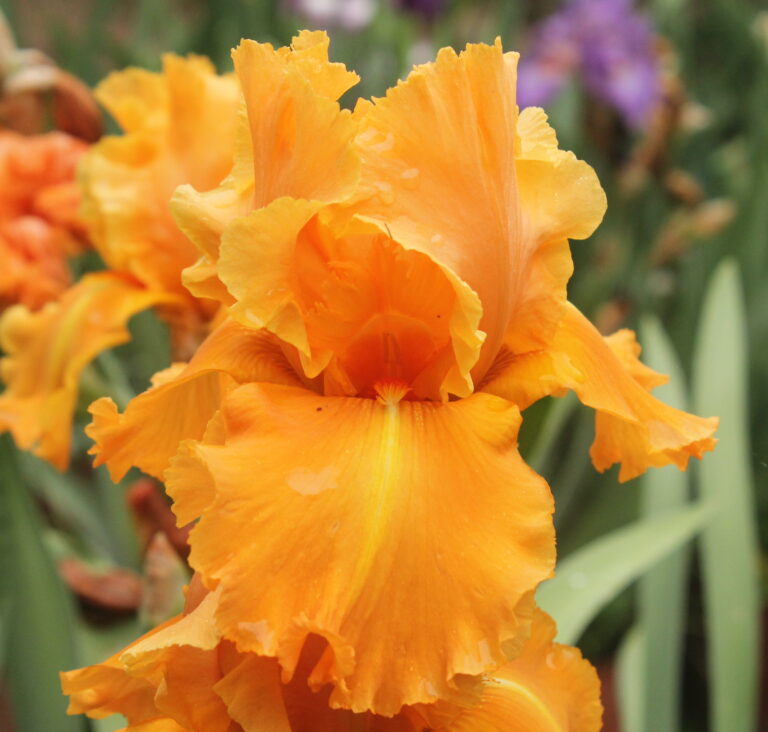 Orange Splash - Iris (TB)