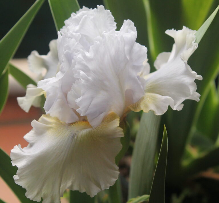 Sargasove more - Iris (TB)