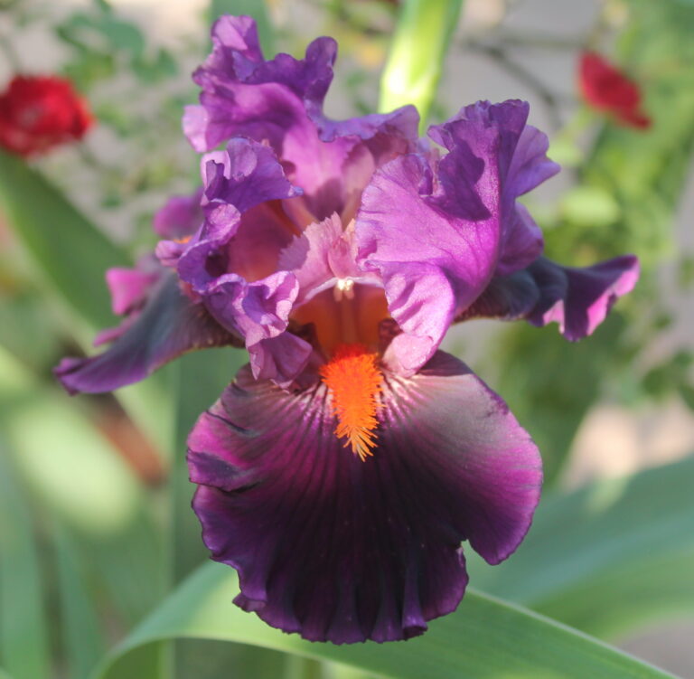 Sharp dresses man - Iris (TB)