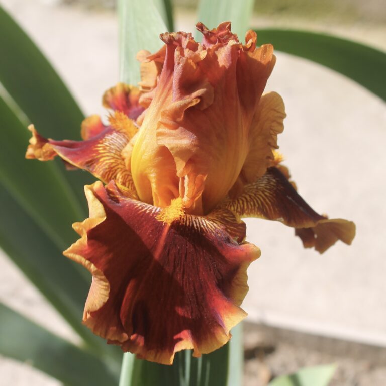 Copatonic - Iris (TB)