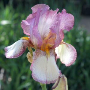 Autumn Encore - Iris (TB)