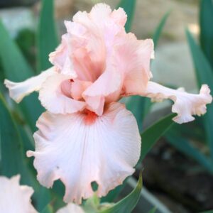 Beverly Sills - Iris (TB)