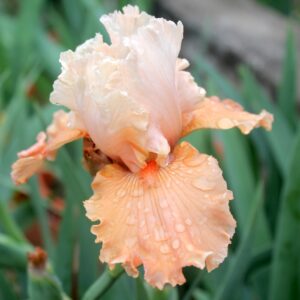 Château D'auvers Sur Oise - Iris (TB)