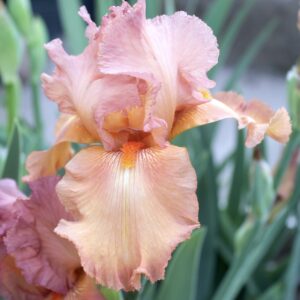 Copper Classic - Iris (TB)