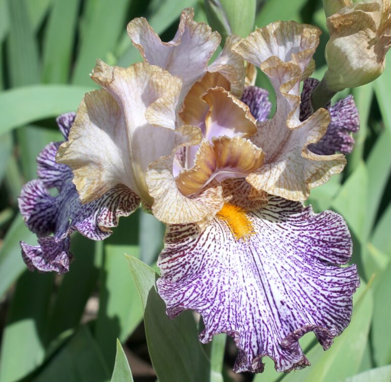 Dipped in Dots - Iris (TB)