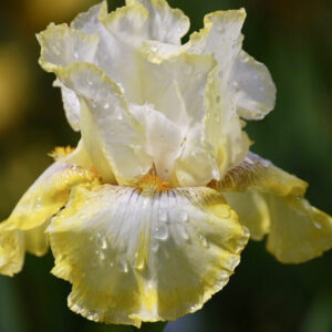 Double Ringer - Iris (TB)