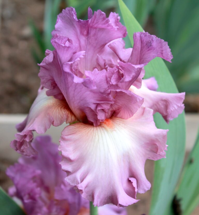 Fashion Statement - Iris (TB)