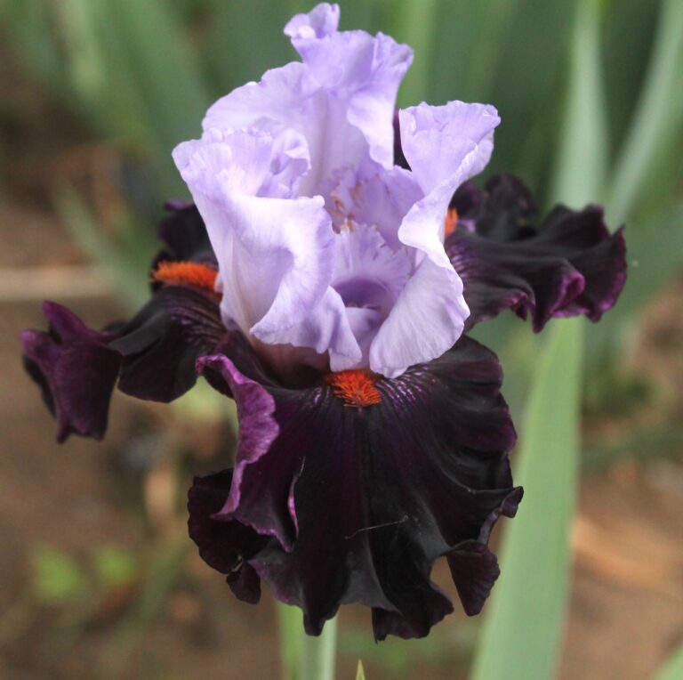 Full Figured - Iris (TB)