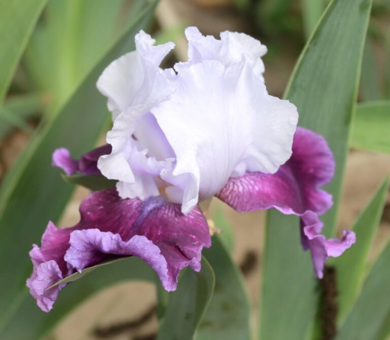 Gay Parasol - Iris (TB)