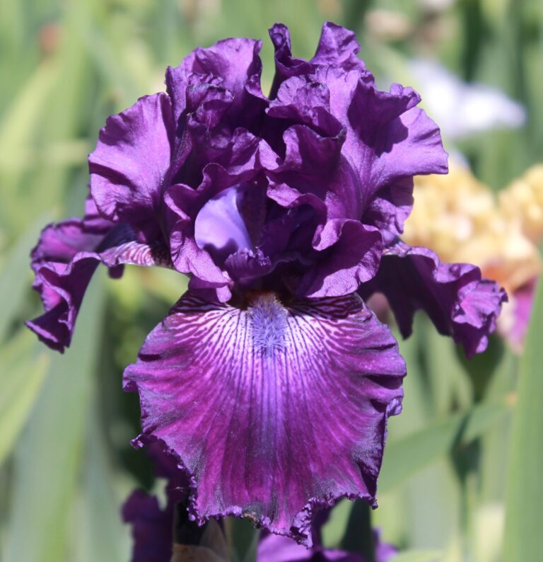 Hollywood Nights - Iris (TB)