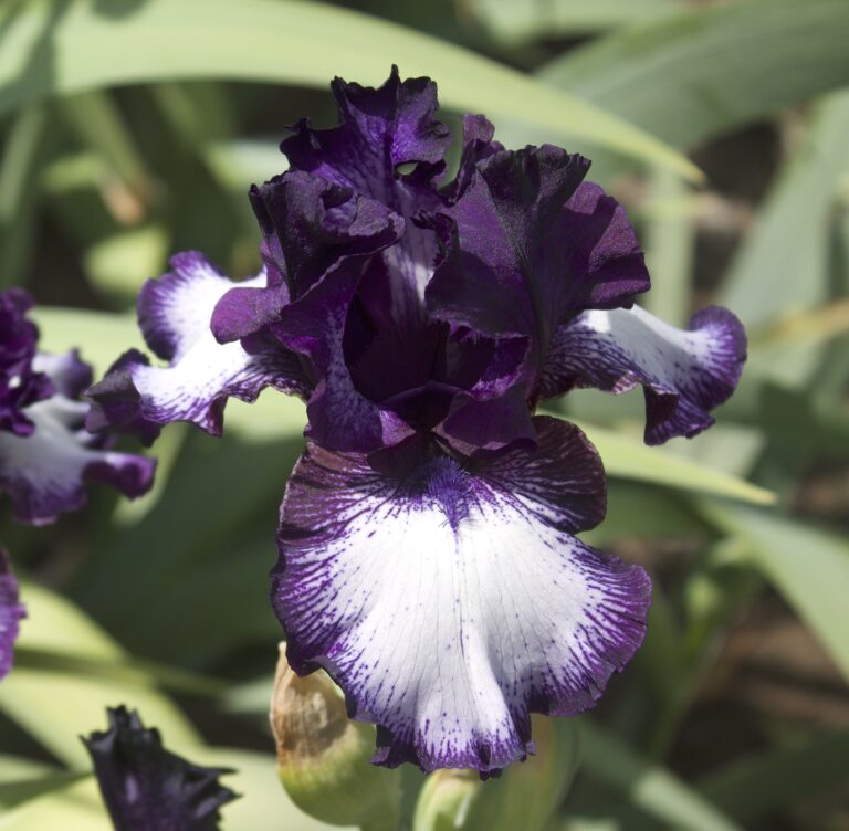 Inside Track - Iris (TB)