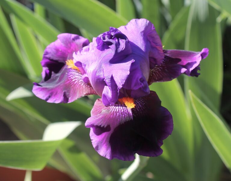 Local Color - Iris (TB)