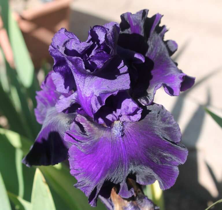Midnight Cowboy - Iris (TB)