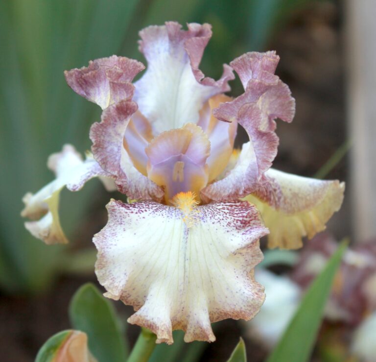 Mix and Match - Iris (TB)