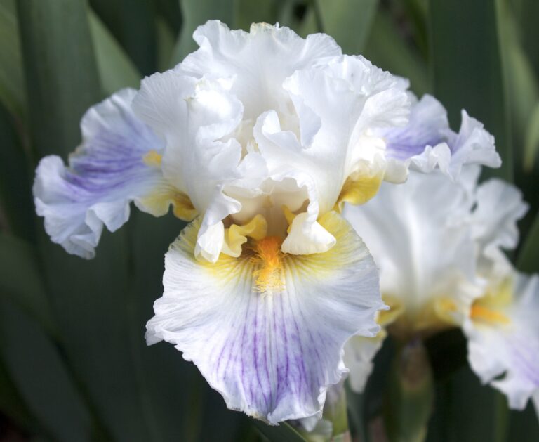 Painters Touch - Iris (TB)