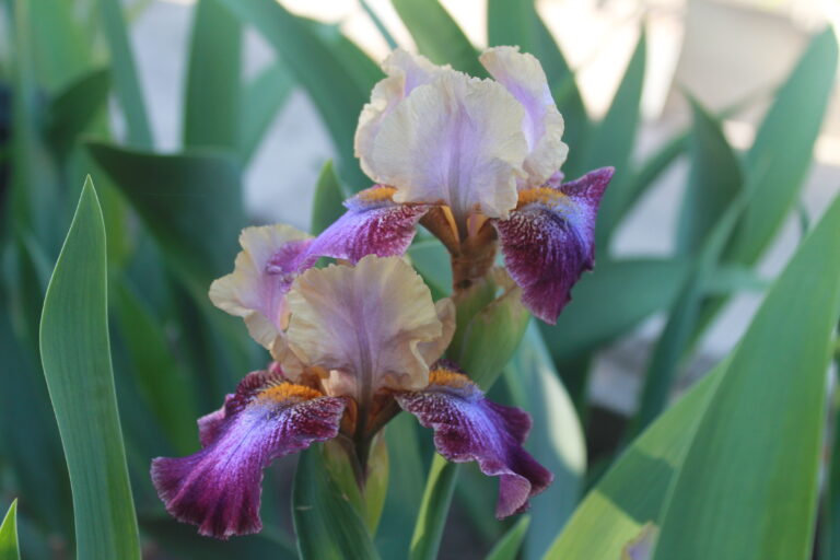 Parting Glances - Iris (IB)