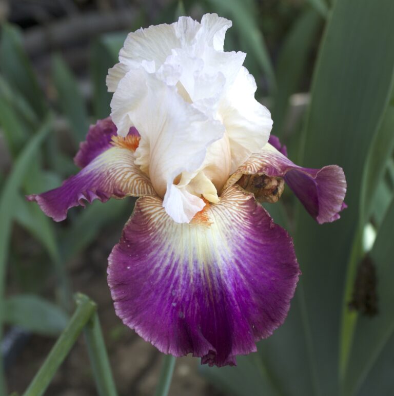 Prince Eugene - Iris (TB)