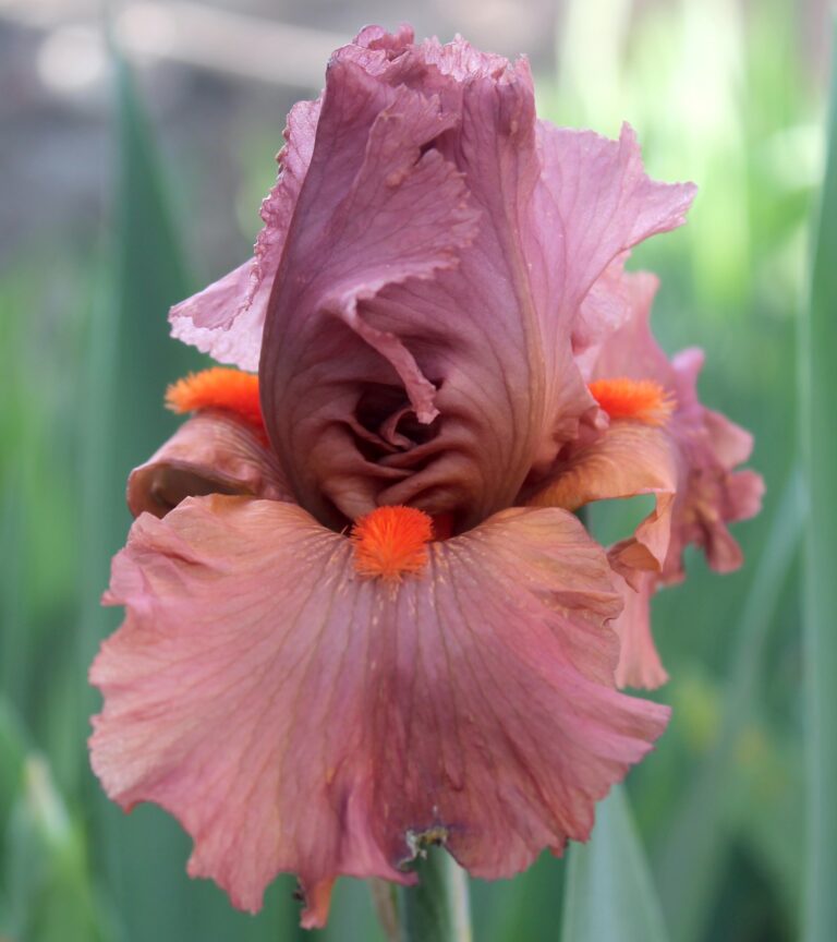 Rouge de plaisir - Iris (TB)