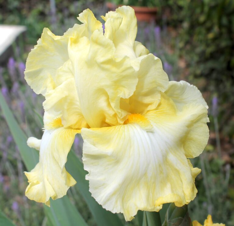 Silly Dag - Iris (TB)