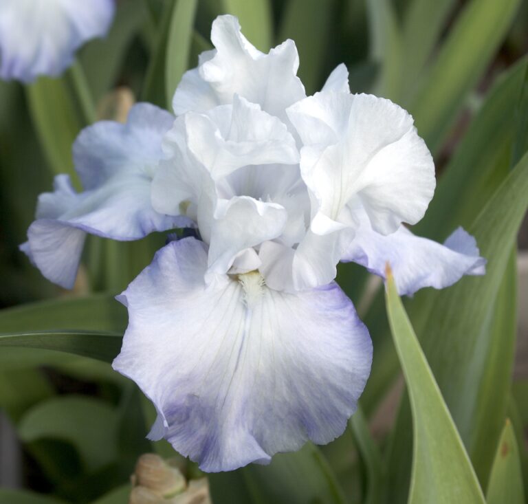 Skylark's Song - Iris (TB)