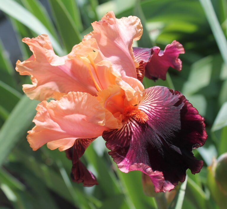 Sopra il Vulcano - Iris (BB)