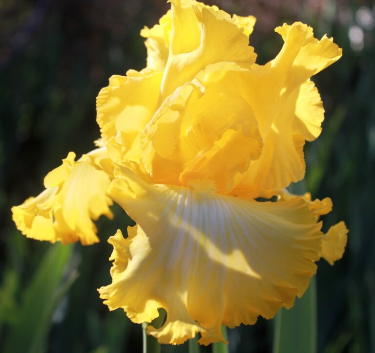 That's all folks - Iris (TB)