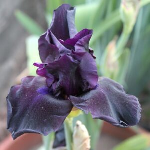 Anvil of Darkness - Iris (TB)