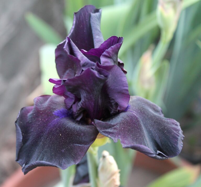 Anvil of Darkness - Iris (TB)