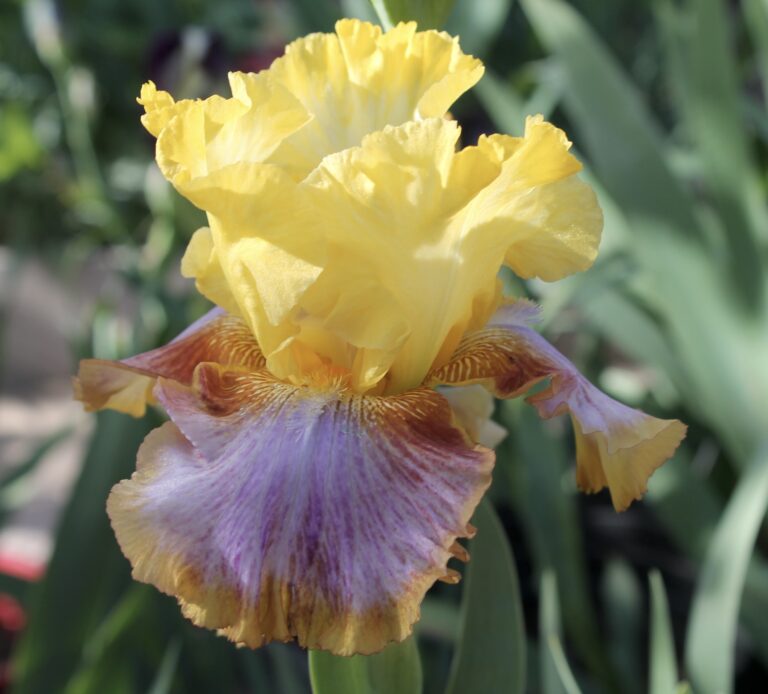 Bold Pattern - Iris (TB)