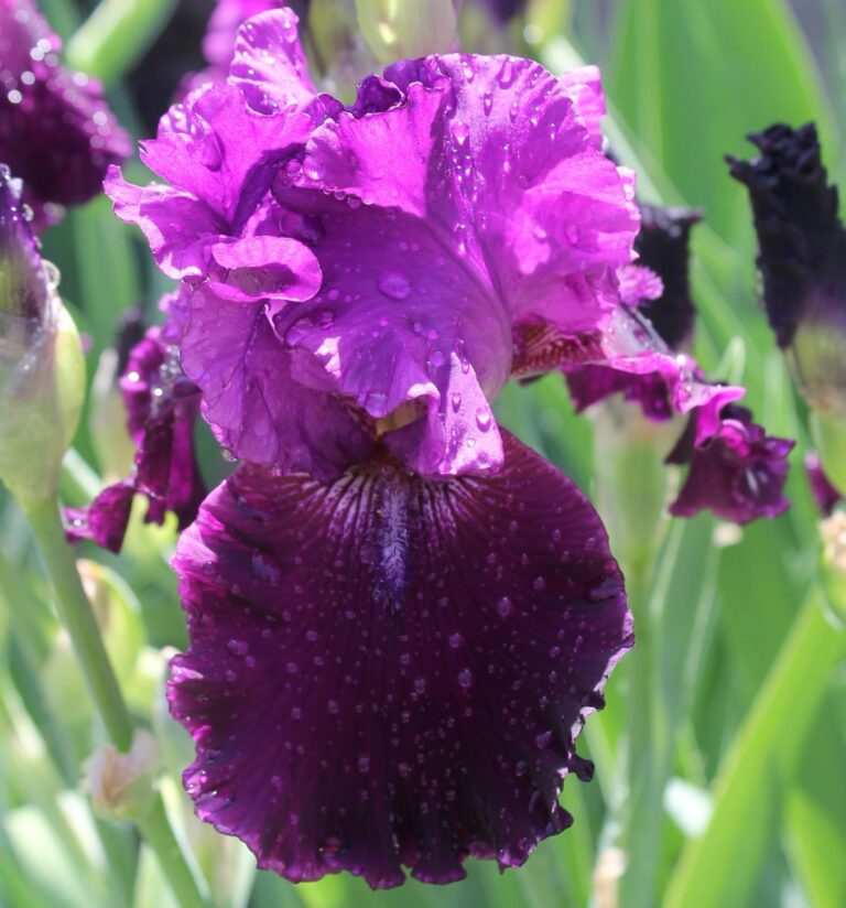 Hibrido "Morado Barba Rizada"