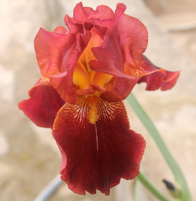 Hibrido "Color Ladrillo"