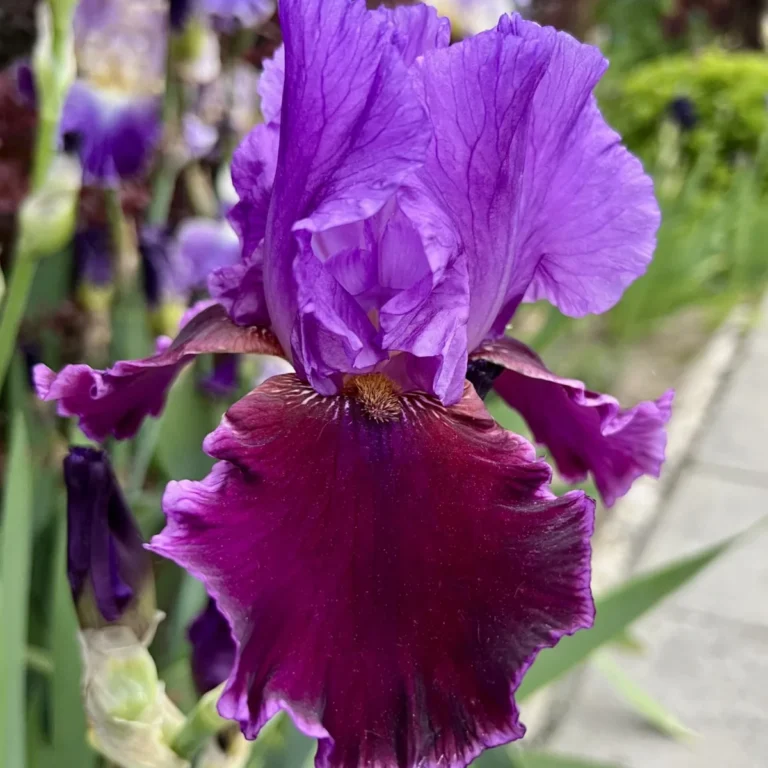 violet-turner-2